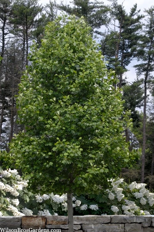Tulip Poplar Tree - 1 Gallon Pot 5 Tulip Poplar Tree - 1 Gallon Pot - Image 5