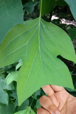 Tulip Poplar Tree - 1 Gallon Pot 14 Tulip Poplar Tree - 1 Gallon Pot -Garden Plants liriodendron tulipifera yellow tulip poplar flower 4