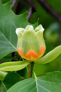 Tulip Poplar Tree - 1 Gallon Pot 17 Tulip Poplar Tree - 1 Gallon Pot -Garden Plants liriodendron tulipifera yellow tulip poplar flower 6
