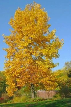Tulip Poplar Tree - 1 Gallon Pot 16 Tulip Poplar Tree - 1 Gallon Pot -Garden Plants liriodendron tulipifera yellow tulip poplar flower 7