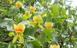 Tulip Poplar Tree - 1 Gallon Pot 18 Tulip Poplar Tree - 1 Gallon Pot -Garden Plants liriodendron tulipifera yellow tulip poplar flower 8