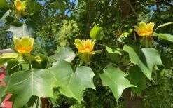 Tulip Poplar Tree - 1 Gallon Pot 19 Tulip Poplar Tree - 1 Gallon Pot -Garden Plants liriodendron tulipifera yellow tulip poplar flower 9