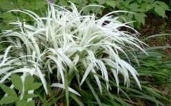 Okina Liriope (Frosted Monkey Grass) - 1 Gallon Pot -Garden Plants liriope muscari okina lilyturf 2