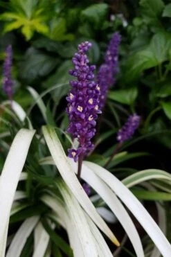 Okina Liriope (Frosted Monkey Grass) - 6 Pack Of 1 Gallon Pots -Garden Plants liriope muscari okina lilyturf 4 1