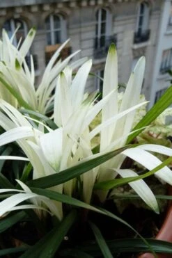 Okina Liriope (Frosted Monkey Grass) - 6 Pack Of 1 Gallon Pots -Garden Plants liriope muscari okina lilyturf 5 1