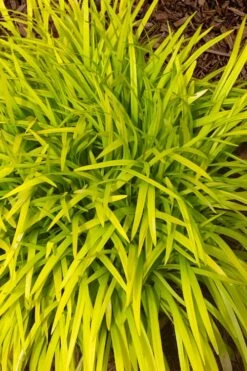 Gold Ingot Liriope (Golden Lilyturf) - 6 Pack Of 1 Gallon Pots -Garden Plants liriope muscari peedee ingot golden lilyturf 11