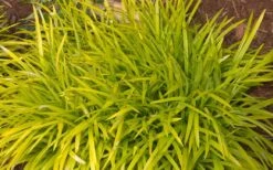 Gold Ingot Liriope (Golden Lilyturf) - 6 Pack Of 1 Gallon Pots -Garden Plants liriope muscari peedee ingot golden lilyturf 3