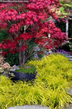 Gold Ingot Liriope (Golden Lilyturf) - 6 Pack Of 1 Gallon Pots -Garden Plants liriope muscari peedee ingot golden lilyturf 5