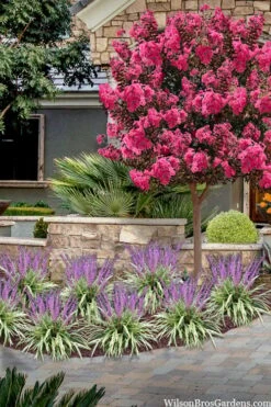 Variegated Liriope - Monkey Grass / Lilyturf - 10 Pack Of Pint Pots -Garden Plants liriope muscari variegata variegated liriope lilyturf 2