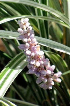 Silver Dragon Liriope - Lilyturf - 18 Count Flats Of Pint Pots -Garden Plants liriope spicata silver dragon lilyturf 102