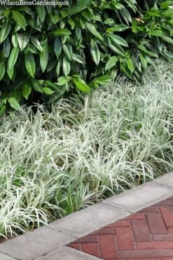 Silver Dragon Liriope - Lilyturf - 18 Count Flats Of Pint Pots -Garden Plants liriope spicata silver dragon lilyturf 106
