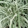 Silver Dragon Liriope - Lilyturf - 18 Count Flats Of Pint Pots