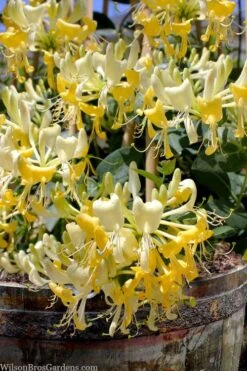 Scentsation Fragrant Yellow Honeysuckle - Lonicera Periclymenum - 1 Gallon Pot -Garden Plants lonicera scentsation fragrant yellow honeysuckle 101