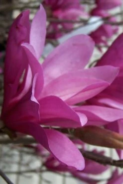 Ann Magnolia Tulip Tree - 2 Gallon Pot -Garden Plants magnolia ann 30