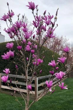 Ann Magnolia Tulip Tree - 3 Gallon Pot 12 Ann Magnolia Tulip Tree - 3 Gallon Pot -Garden Plants magnolia ann tulip tree 100 2