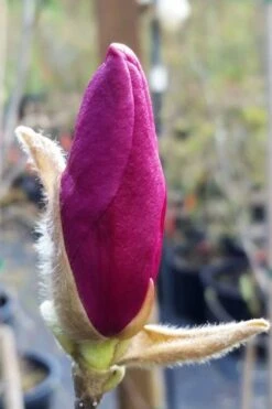 Betty Magnolia Tulip Tree - 1 Gallon Pot -Garden Plants magnolia betty 21