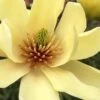 Butterflies Yellow Magnolia (Tulip Tree) - 3 Gallon Pot