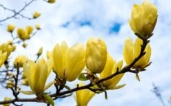 Butterflies Yellow Magnolia (Tulip Tree) - 3 Gallon Pot 15 Butterflies Yellow Magnolia (Tulip Tree) - 3 Gallon Pot -Garden Plants magnolia butterflies yellow tulip tree 2