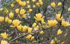 Butterflies Yellow Magnolia (Tulip Tree) - 3 Gallon Pot 14 Butterflies Yellow Magnolia (Tulip Tree) - 3 Gallon Pot -Garden Plants magnolia butterflies yellow tulip tree 3