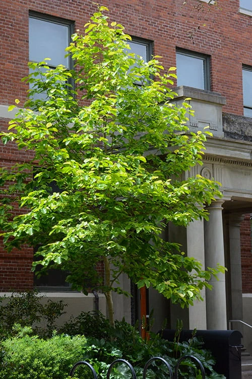 Butterflies Yellow Magnolia (Tulip Tree) - 3 Gallon Pot 5 Butterflies Yellow Magnolia (Tulip Tree) - 3 Gallon Pot - Image 5