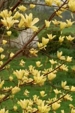 Butterflies Yellow Magnolia (Tulip Tree) - 3 Gallon Pot 11 Butterflies Yellow Magnolia (Tulip Tree) - 3 Gallon Pot -Garden Plants magnolia butterflies yellow tulip tree 8