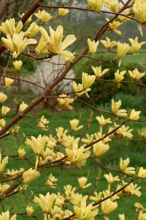 Butterflies Yellow Magnolia (Tulip Tree) - 3 Gallon Pot 4 Butterflies Yellow Magnolia (Tulip Tree) - 3 Gallon Pot - Image 4