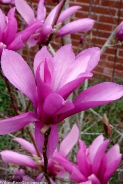 Jane Magnolia Tulip Tree - 1 Gallon Pot -Garden Plants magnolia jane tulip tree 102 2