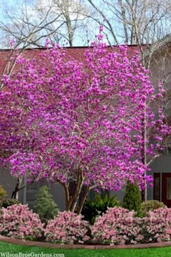 Jane Magnolia Tulip Tree - 7 Gallon Pot (4-5') -Garden Plants magnolia jane tulip tree 103 1