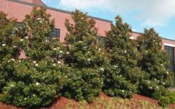 Little Gem Dwarf Southern Magnolia - 7 Gallon Pot (5-6') 12 Little Gem Dwarf Southern Magnolia - 7 Gallon Pot (5-6') -Garden Plants magnolia little gem 11