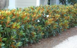 Little Gem Dwarf Southern Magnolia - 3 Gallon Pot (2.5-3.5') 16 Little Gem Dwarf Southern Magnolia - 3 Gallon Pot (2.5-3.5') -Garden Plants magnolia little gem 12 1