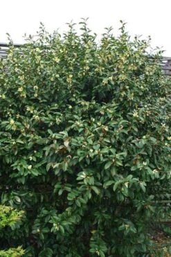 Serendipity Banana Shrub (Magnolia Figo) - 5 Gallon Pot 14 Serendipity Banana Shrub (Magnolia Figo) - 5 Gallon Pot -Garden Plants magnolia serendipity banana shrub 2