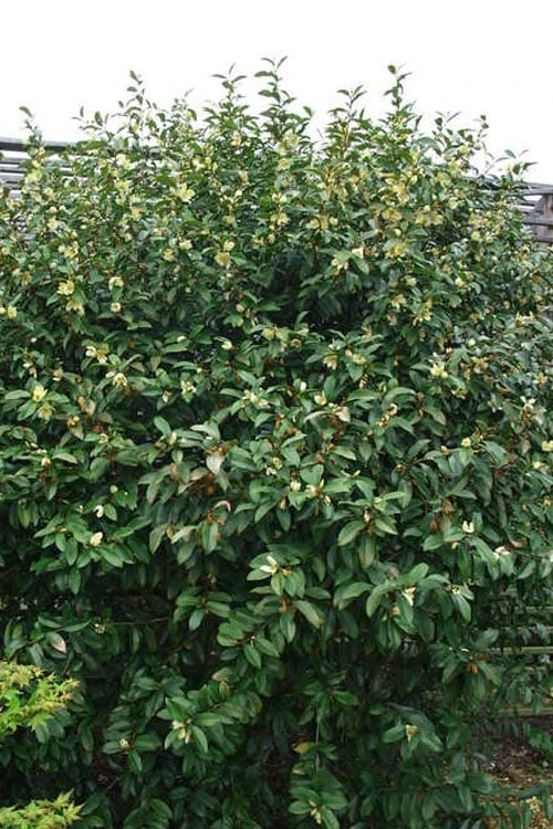 Serendipity Banana Shrub (Magnolia Figo) - 5 Gallon Pot 7 Serendipity Banana Shrub (Magnolia Figo) - 5 Gallon Pot - Image 7