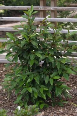 Serendipity Banana Shrub (Magnolia Figo) - 5 Gallon Pot 15 Serendipity Banana Shrub (Magnolia Figo) - 5 Gallon Pot -Garden Plants magnolia serendipity banana shrub 3