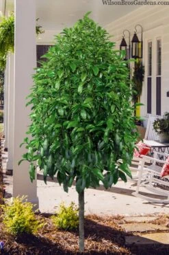 Stellar Ruby Magnolia Single Trunk Tree (Banana Shrub Hybrid) - 7 Gallon Pot (4-5') -Garden Plants magnolia stellar ruby single trunk tree form 1