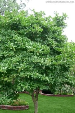 Centennial Star Magnolia - 1 Gallon Pot 12 Centennial Star Magnolia - 1 Gallon Pot -Garden Plants magnolia stellata 1 5