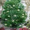 Sweetbay Magnolia (Single Trunk Tree Form) - 7 Gallon Pot (5-6')