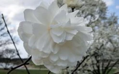 Wildcat Star Magnolia Tree - 3 Gallon Pot -Garden Plants magnolia x loebneri wildcat star magnolia 3