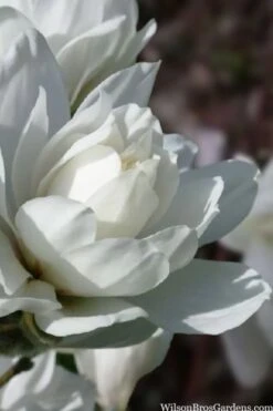 Wildcat Star Magnolia Tree - 3 Gallon Pot -Garden Plants magnolia x loebneri wildcat star magnolia 6