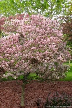 Southern Crabapple (Malus Angustifolia) - 3 Gallon Pot -Garden Plants malus angustifolia southern crabapple tree 8 1