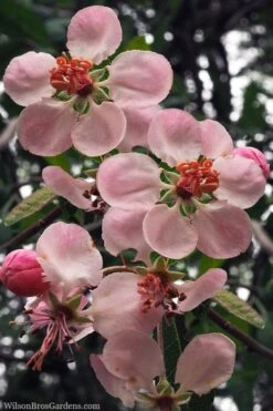 Southern Crabapple (Malus Angustifolia) - 3 Gallon Pot -Garden Plants malus angustifolia southern crabapple tree flowers 2 1