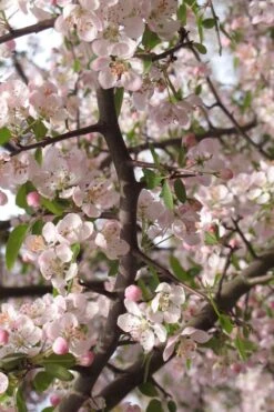 Southern Crabapple (Malus Angustifolia) - 1 Gallon Pot -Garden Plants malus angustifolia southern crabapple tree flowers 4