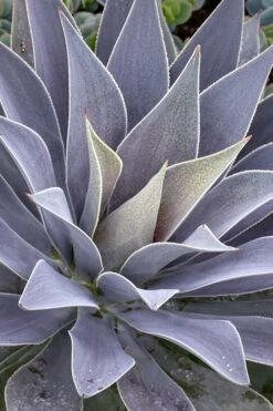 Lavender Lady Mangave - 1 Gallon Pot -Garden Plants mangave lavender lady 1