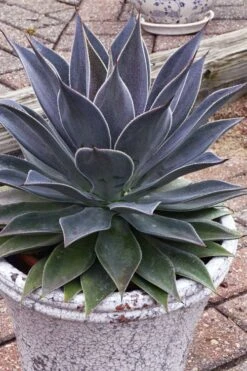 Lavender Lady Mangave - 1 Gallon Pot -Garden Plants mangave lavender lady 3