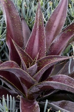 Mission To Mars Mangave - 1 Gallon Pot -Garden Plants mangave mission to mars 2