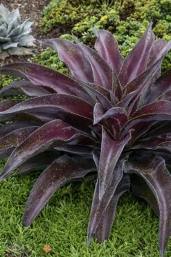 Mission To Mars Mangave - 1 Gallon Pot -Garden Plants mangave mission to mars 5