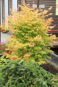 Bihou Yellow Bark Japanese Maple - 3 Gallon Pot -Garden Plants maple japanese bihou 2 500x750 1