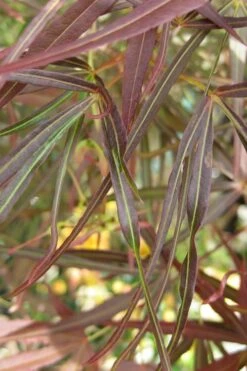 Ribbon Leaf Japanese Maple (Acer Palmatum 'Atrolineare') - 3 Gallon Pot -Garden Plants maple japanese filifera purpurea 2 500x750 1