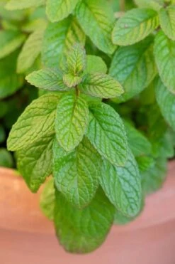 The Best Spearmint (Mentha Spicata 'Mint The Best)) - 6 Pack Of Pint Pots -Garden Plants mentha spicata mint the best spearmint 1