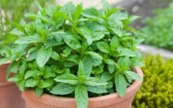 The Best Spearmint (Mentha Spicata 'Mint The Best)) - 6 Pack Of Pint Pots -Garden Plants mentha spicata mint the best spearmint 2