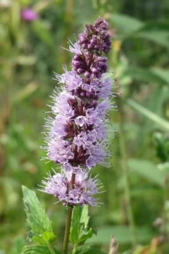 The Best Spearmint (Mentha Spicata 'Mint The Best)) - 6 Pack Of Pint Pots -Garden Plants mentha spicata mint the best spearmint 4